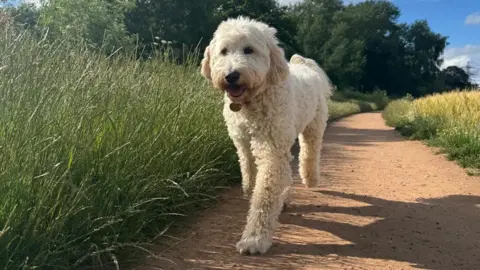 A white Golden Doodle walks along a path in a field, with long grasses to her left and right and trees behind her. She is wearing a collar but no lead.