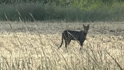 A large cat with spots and pointy ears can be seen in a field on a warm summer's day.