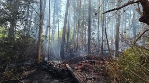 Woodland with smoke visible amongst the trees. There are branches on the ground.