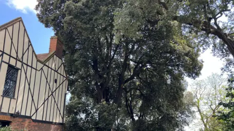 A very large oak tree with lots of green leaves and thick brown branches towering over an old cottage.