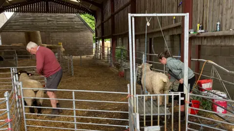 Luke Deal/BBC Ms Byford washes a sheep that is on a mental stand. Mr Cobbald is slightly to the left as he brushes another sheep.