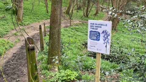 Photo of Bluebell Wood with warning sign