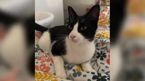 Jake Paul A black and white cat sitting on a floral duvet. Its fur is clean and it looks content