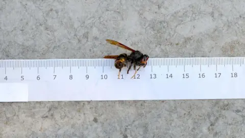Getty Images A white ruler with an Asian hornet lying on top of it between the numbers 11 and 13.