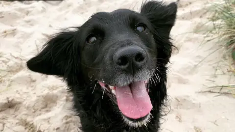 Rebecca Ashworth-Earle A black dog with floppy ears sitting on sand and looking into the camera with her mouth open.