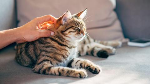A tabby cat sitting on a sofa being stroked