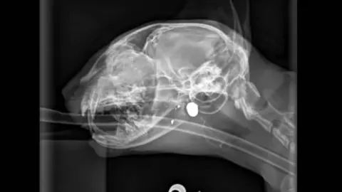 The Veterinary Hospital, Lincoln An X-ray of a cat's skull. A white ball shaped object towards the back of the cat's jaw is illuminated by the scan.