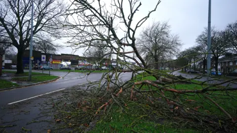 PA Media A fallen tree and its branches covers a verge and spills into the road