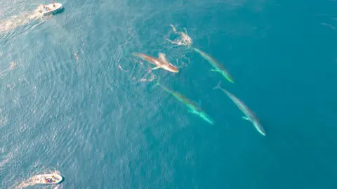 Fernando Ugarte The image is captured from above by a drone. In the right side of the image, four huge fin whales - their long bodies fully visible in the clear blue water - swim in a group. Two small research boats are dwarfed by the marine mammals, as they observe from a safe distance - they are in the top and bottom left corners of the image. 