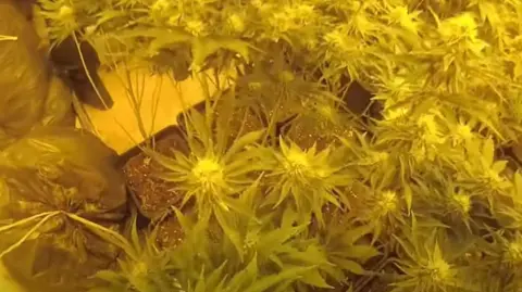 Cambridgeshire Police Cannabis plants growing inside a terraced house, captured on police bodycam. Their colour is bleached yellow by the bright lights used for propagation in the room 