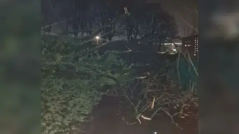 Sara Smith A nighttime shot of a large tree branch spread across a path