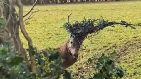 The red deer has various debris in its antlers and it attached to fencing via a cord or rope.  