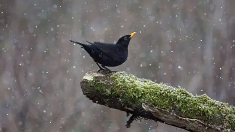 A blackbird perched on a mossy branch during a rain shower. The bird is all black with a bright yellow beak. 