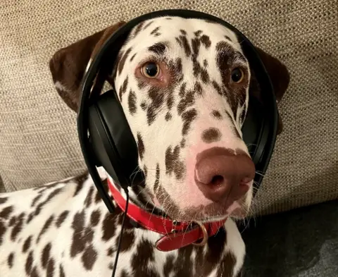 BBC A dog wearing headphones