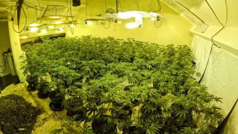Cannabis plants at one of the properties