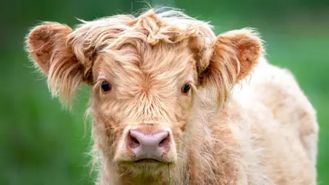 A young calf looking at the camera after eating grass. One blade of grass is hanging from his mouth.