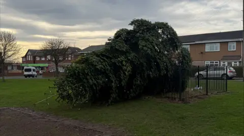 A large Christmas tree which has fallen on its side. It has lights on it. There is a square black fence which is meant to be surrounding it, but the tree is over it on one side. There are a row of terraced houses behind it, outside which a silver car is parked. To the left is a road with a row of shops. The sky is grey.