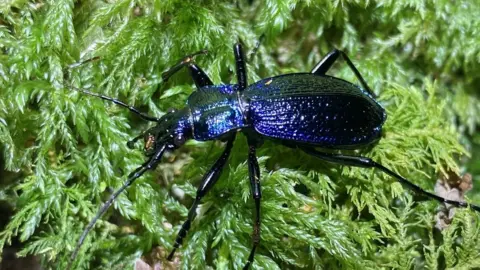 Buglife The Blue Ground Beetle