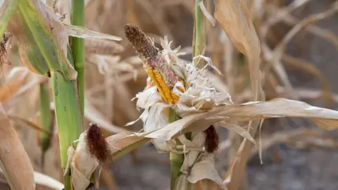 A dried-out corn husk in a maize field.