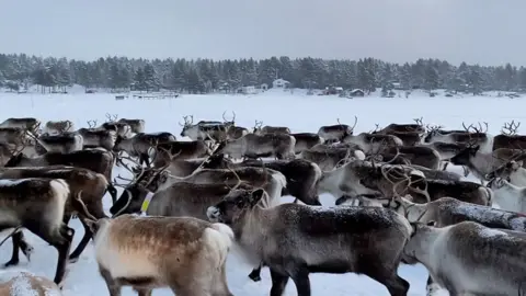 Reindeer in Swedish Lapland