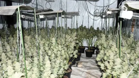 Nottinghamshire Police Lots of cannabis plants