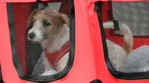 PA Media Dilyn arriving in Downing Street in 2019