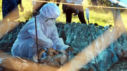 Ani A health official with poultry birds