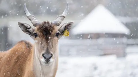 West Midlands Safari Park An eland looking straight at the camera while it is snowing. A building with snow on the top is in the background.