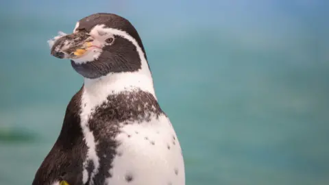 A Humboldt penguin. It is black and white. There is a blurred blue background. 