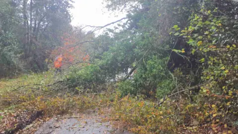 Staffordshire County Council Tree branches and leaves block a country road. A person in high-vis orange jacket can just be seen behind the branches. It is daylight and the sky is grey.