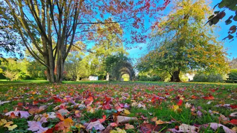 BBC Weather Watchers/Figaro The shot is taken from the ground of a park, which has bright green grass and a few green trees. Red oak leaves on the ground stand out against the bright colour of the grass. 