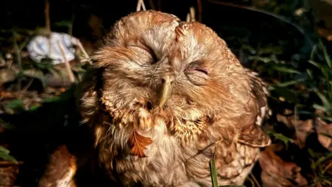 A tawny owl sits on the ground surrounded by leaves with his eyes closed. He has a mixture of light brown and white feathers.