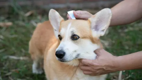 A welsh pembroke corgi is being held by its owner and receiving a spot on treatment via pipette. 