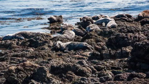 Amanda Ruggeri Grey seals on Bardsey Island