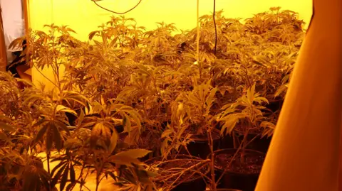 Bedfordshire Police Scores of cannabis plants several feet high under strong, orange-coloured lighting in a room in a house.