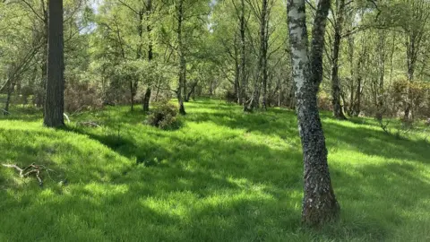 Woodland near Inverness