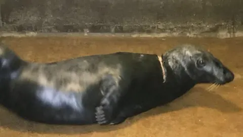 RSPCA Injured seal