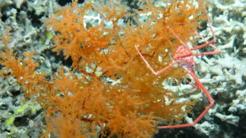 University of Edinburgh Atlantic study