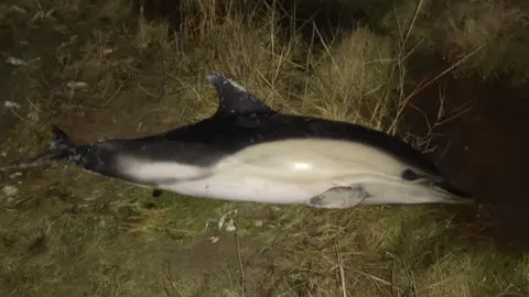 British Divers Marine Life Rescue Juvenile dolphin