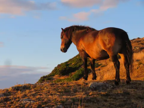 Sylvia Beaumont Horse standing on a hillside at sunset with the sun reflecting on it