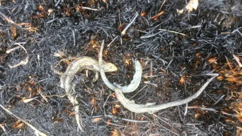 Royal Parks London lizard in fire remnants
