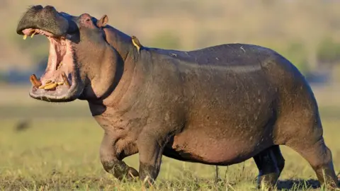 Getty Images Hippo