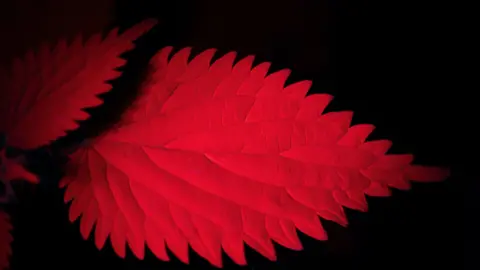 David Atthowe/Reveal Nature A stinging nettle leaf under a UV light. The leaf is vibrant red against a black background.