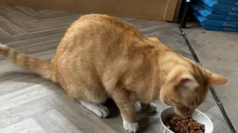 Supplied The cat eating from a bowl