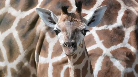A baby giraffe can be seen from the neck up. The background of the entire shot is the body of another giraffe