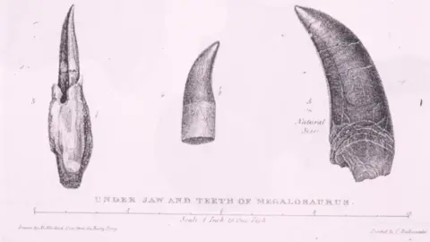 Oxford University Museum of Natural History Illustrations by Mary Buckland of Megalosaurus, contained in William Buckland’s 1824 paper