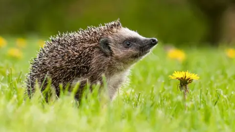 A hedgehog with its head pointing upwards, appearing to be alert, with a yellow flower in the green grass next to it.