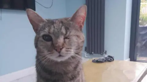 Debbie Morgan A brown cat with one eye sits on a brown table and looks towards the camera. The room has white tiles on the floor and light blue walls.