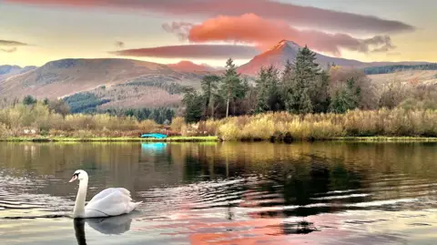 Bob Blair A swan glides across a calm lake with mountains and pink clouds in the background.