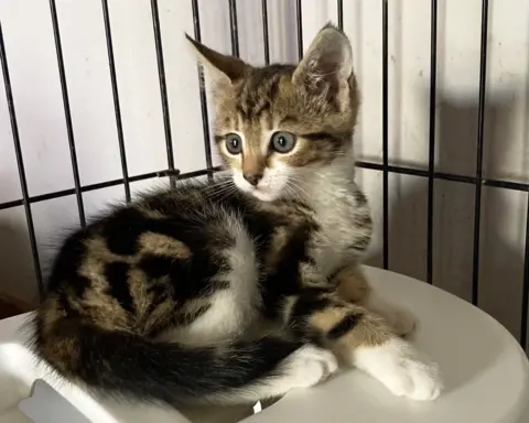 Cats Protection The young kitten has black and brown markings on her back and head and a white belly, neck and chin. She is sitting in a caged area.